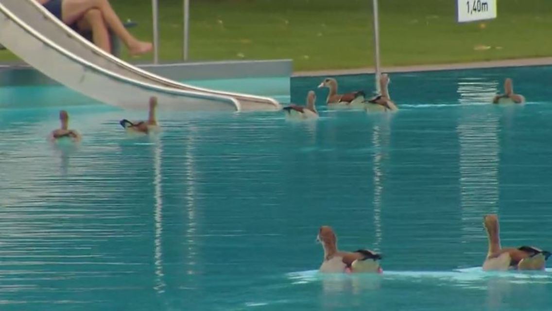 gänse2.JPG