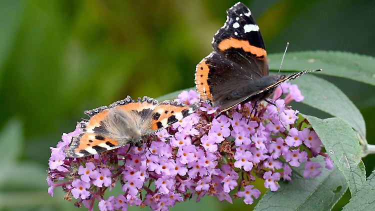 "Kleiner Fuchs" (l.) und ein "Admiral"-Schmetterling: Beide treffen immer seltener auf Artgenossen in Deutschland.