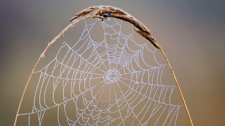 Kunstvoll gesponnen: Das Netz einer Spinne mit Tautropfen. 