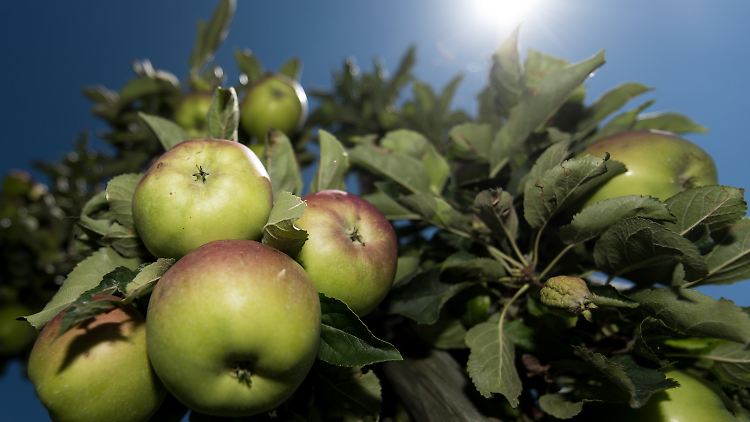 Am Bodensee werden bereits erste frühe Sorten wie etwa Delbarestival gepflückt. Die Ernte der Hauptsorten startet im September.