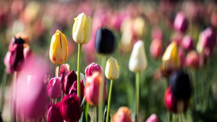 Das Zocken mit Tulpenzwiebeln gilt als die Mutter aller Spekulationsblasen.