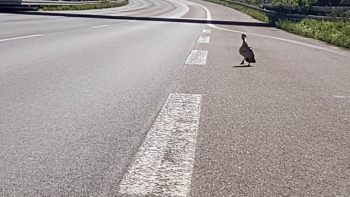 Die trauernde Entenmutter auf der A3.