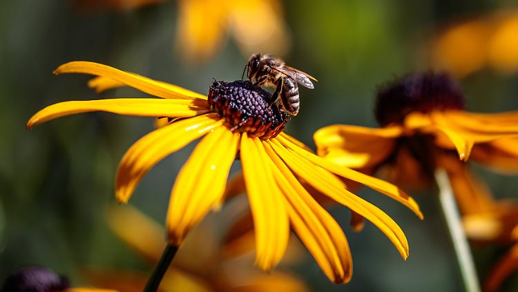 Den Begriff "Bienensterben" findet Nabu-Experte Till-David Schade etwas irreführend. "Viel treffender wäre Rückgang oder Schwund."