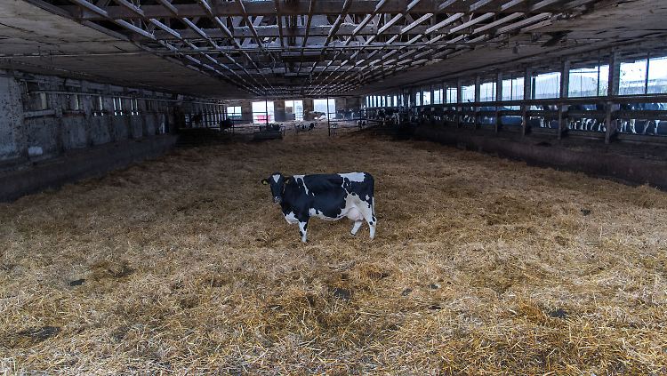 Zahlreiche Landwirte wie diese Genossenschaft in Mecklenburg-Vorpommern haben im vergangenen Jahr die Milchproduktion aufgegeben.
