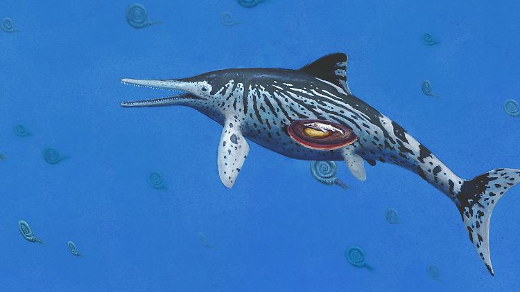 Der schwangere Ichthyosaurus.