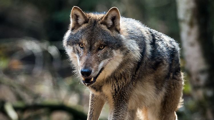 Wölfe brauchen keine Wildnis um sich niederzulassen - sie kommen überall zurecht, wo sie genug zu fressen finden und der Mensch sie leben lässt.