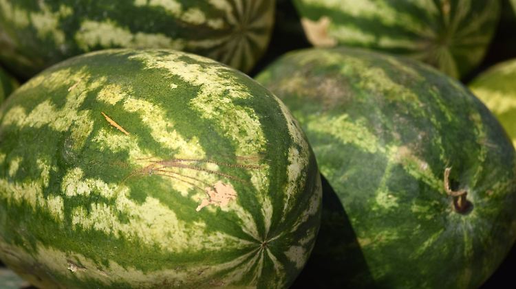 Welche Melone sieht am besten aus? Schon vor dem Klopfen sollte man eine Vorauswahl treffen.
