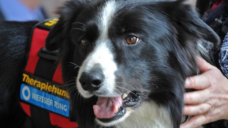 Er ist kommunikationsfreudig und besitzt einen ausgeprägten Spieltrieb - der Therapiehund.