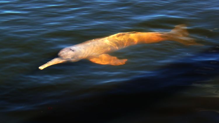So sieht der rosafarbene Flussdelfin aus.