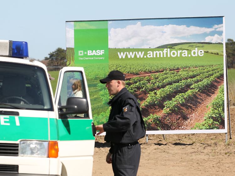 Die Genkartoffel Amflora wird unter Polizeischutz gepflanzt (Archivbild vom April 2010).