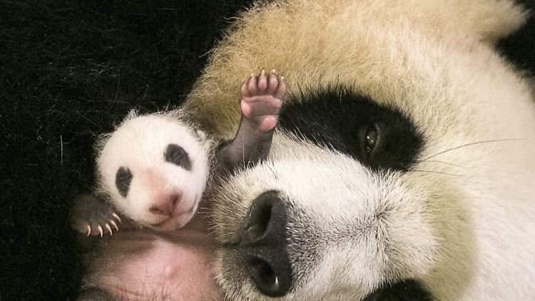 Freundlich winkt das Pandababy - bis zur Gewichtsklasse seiner Mutter (70-100 Kilo) ist es aber noch ein weiter Weg.