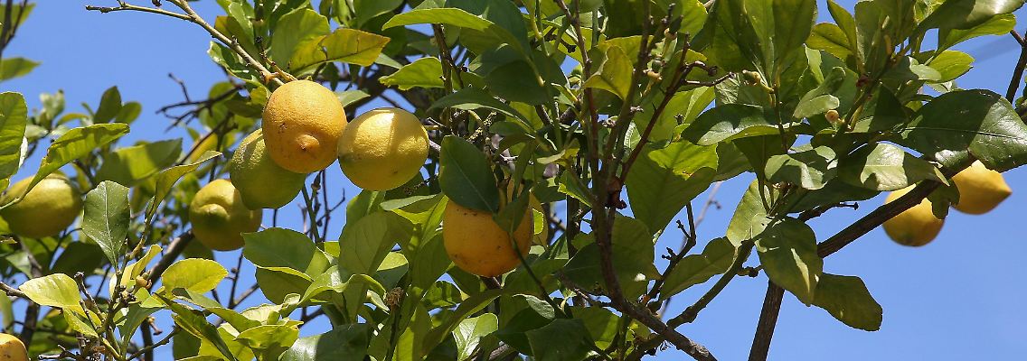 Auch der Saft von Orangen wird an der New Yorker Börse gehandelt - es handelt sich dabei um Futures auf gefrorenes Orangensaft-Konzentrat.