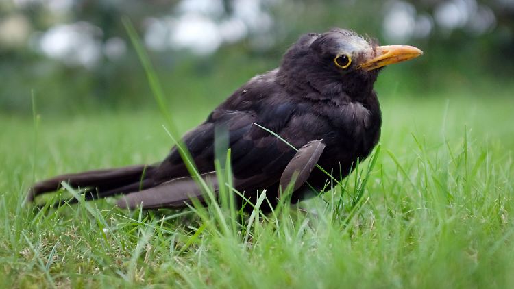 Kranke Tiere wirken zutraulich, sie fliegen nicht weg, torkeln ein wenig und sterben dann.