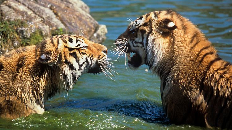 Sibirische Tiger sollen sich in Kasachstan bald wieder wohl fühlen.