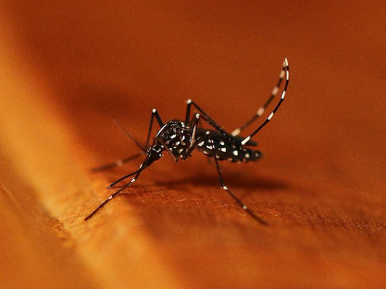 Die Asiatische Tigermücke (Aedes albopictus) erobert durch die globale Erwärmung weitere Siedlungsgebiete.