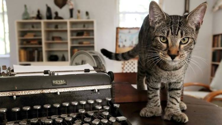 Ernest Hemingway ohne Katzen? Der berühmte Schriftsteller konnte ohne seine Stubentiger nicht leben. 