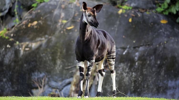 Okapis wurden erst Anfang des 20. Jahrhunderts entdeckt.