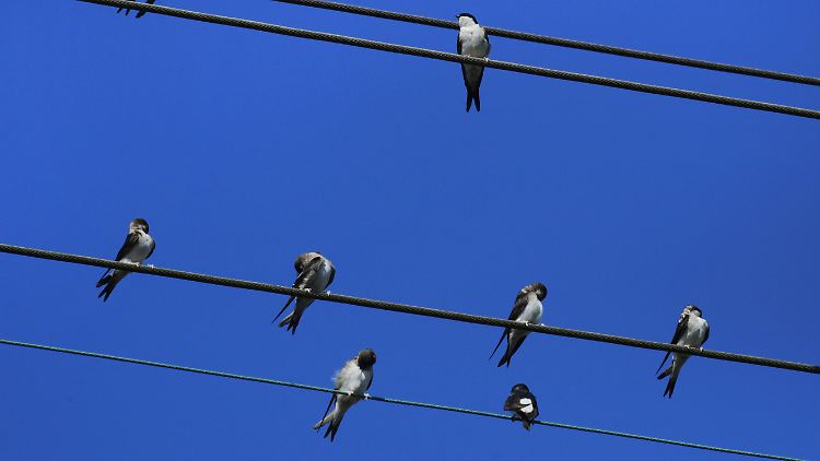 Wenn sie so auf der Leitung sitzen, passiert den Vögeln nichts. Und doch bergen Mittel- und Hochspannungsleitungen große Gefahren für sie.