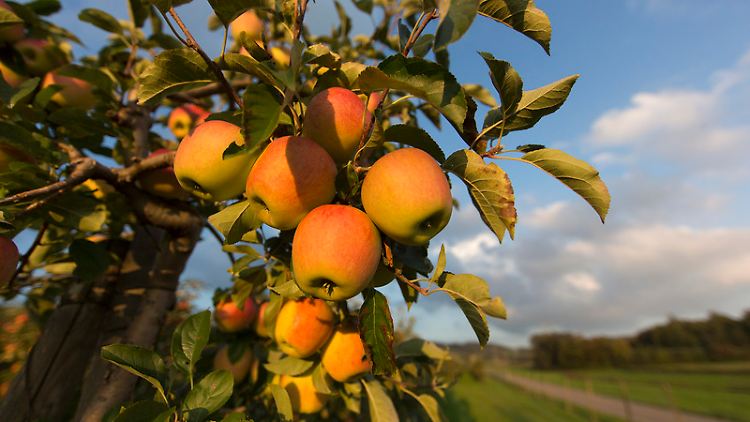 Auf rund 8000 Hektar wird rund um dem Bodensee Obst angebaut - eines der wichtigsten Produkte sind Äpfel.