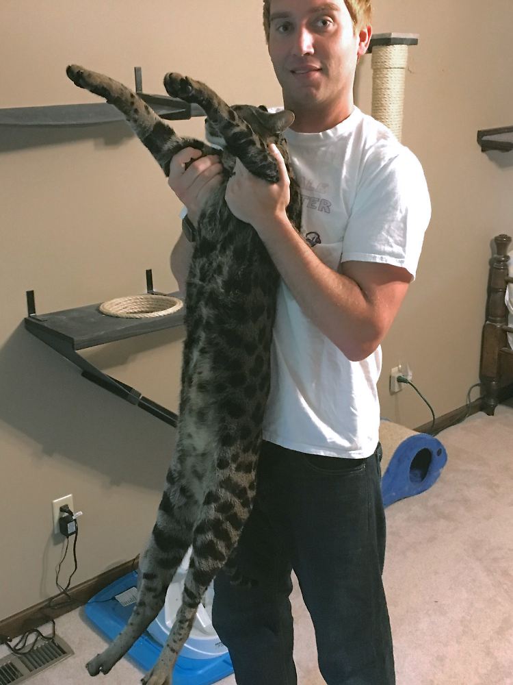 Der Tag: Längster Schwanz und riesengroß - Katzenrekord - n-tv.de