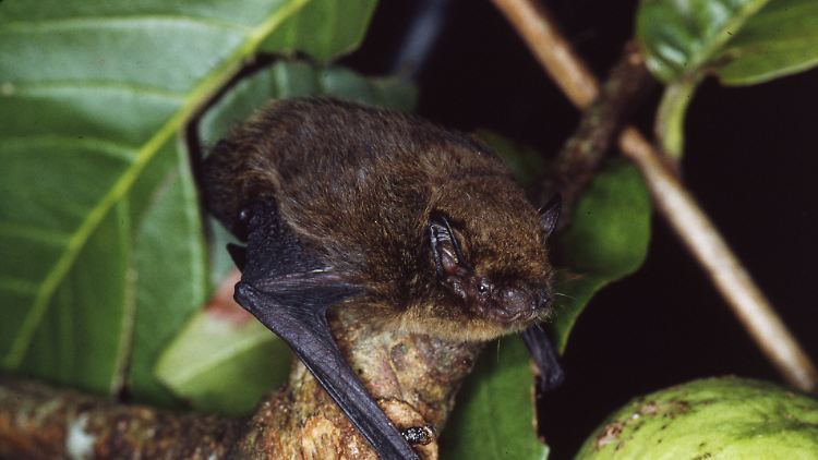 Für die Weihnachtsinsel-Zwergfledermaus (Pipistrellus murrayi) gibt es keine Hoffnung mehr.