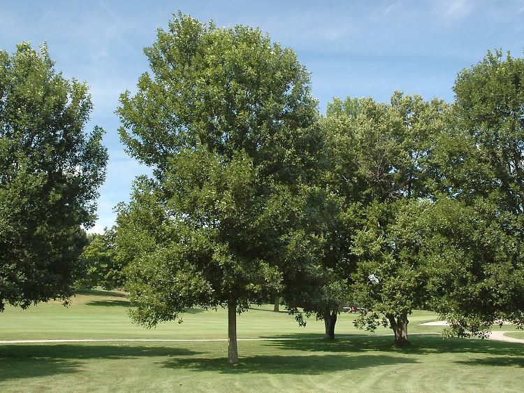 Pennsylvanische Esche (Fraxinus pennsylvanica) - ein Käfer droht sie zu vernichten.