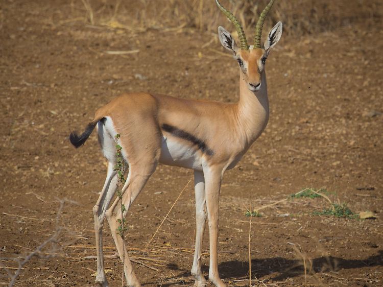 Eine Heuglins-Gazelle (Eudorcas tilonura) im Schutzgebiet Kaftah-Sheraro-Nationalpark (Äthiopien) - auch sie ist vom Aussterben bedroht.