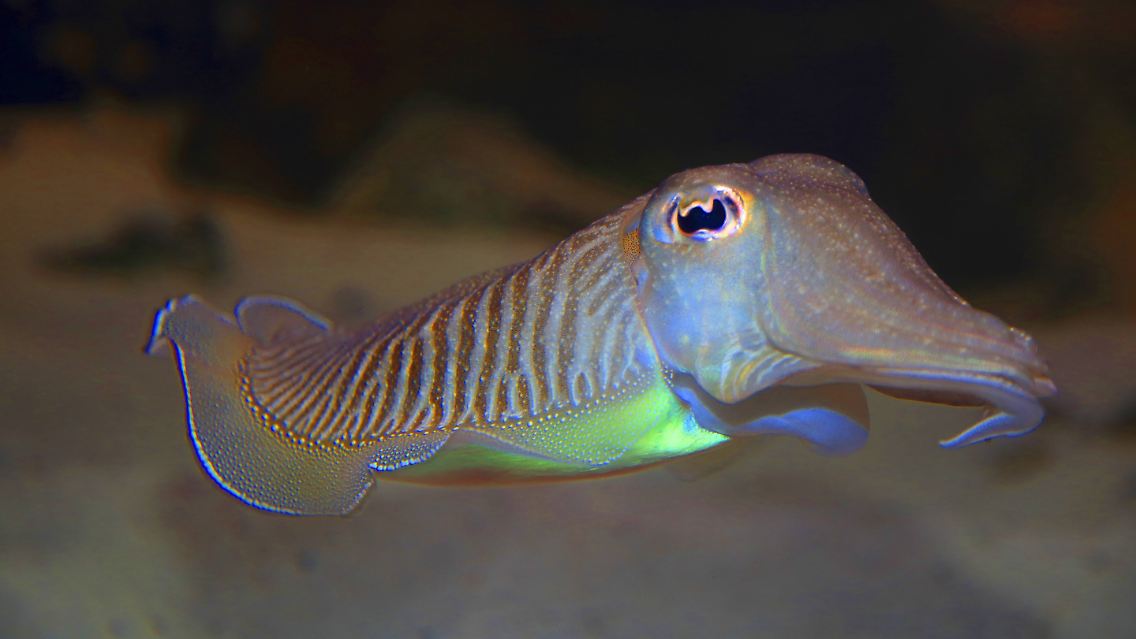 imago63787223h.jpg
