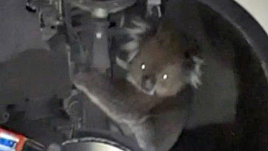 Koala.jpg