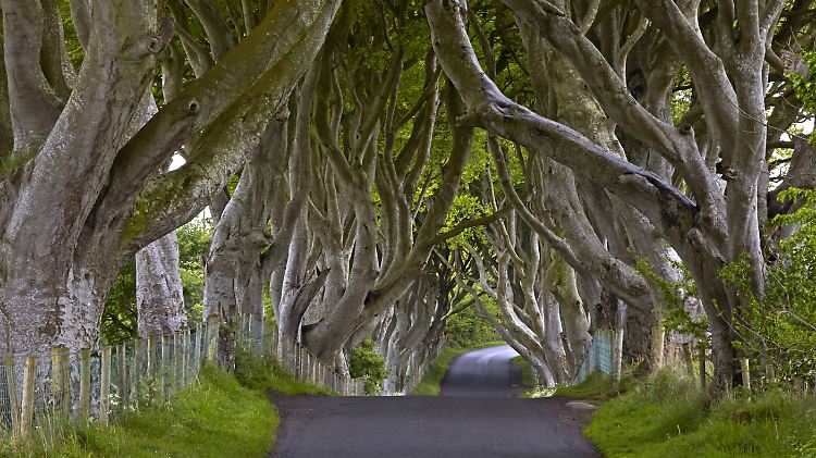 The Dark Hedges.