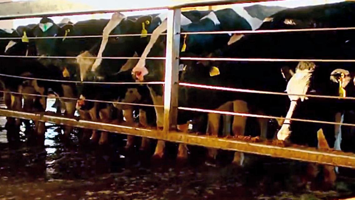 Milch.jpg