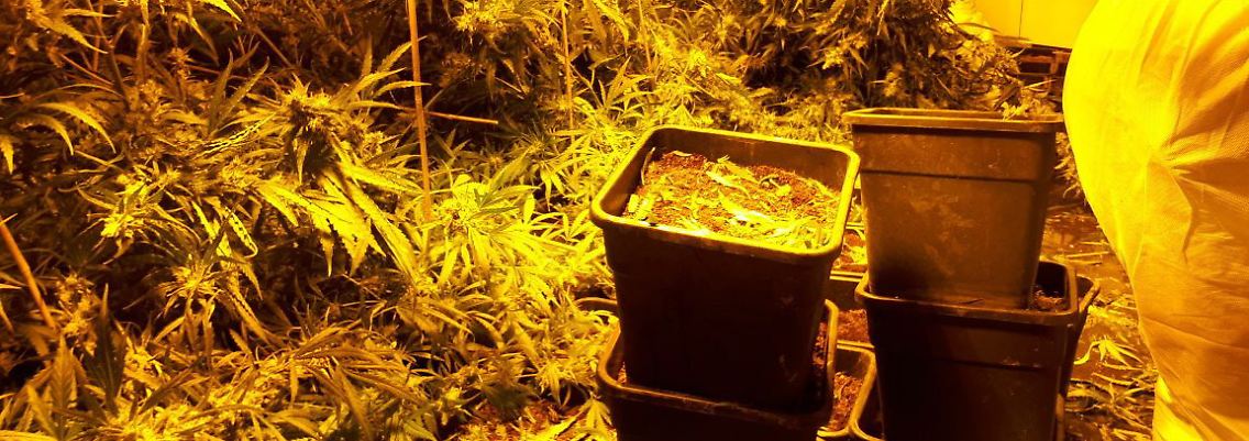 Die Polizei in NRW entdeckt etwa zehn Plantagen pro Jahr in der gleichen Größenordnung wie in Höxter.