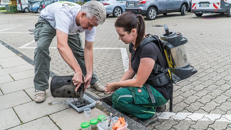 Mitarbeiter der kommunalen Aktionsgemeinschaft zur Bekämpfung der Schnakenplage (Kabs) überprüfen in Karlsruhe eine mögliche Brutstätte der Tigermücke.