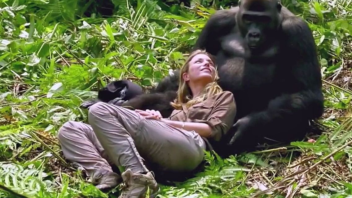 gorilla.jpg