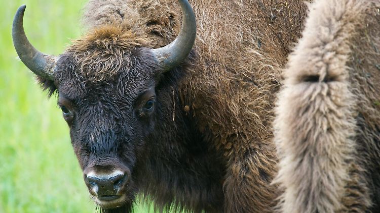Der Wisent ist zwar kein offizielles Symbol in Polen, doch hat er dort einen hohen Stellenwert.