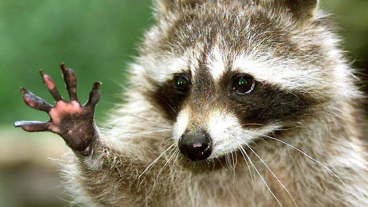 Die Waschbären sollten wegen ihrer Daumen nicht in der Lage sein, die Mülltonnen in Toronto zu öffnen.