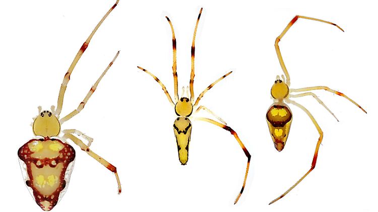 Dürfen wir vorstellen: Spintharus Barackobamai, Spintharus Davidbowiei und Spintharus Davidattenboroughi (v.l.n.r.).