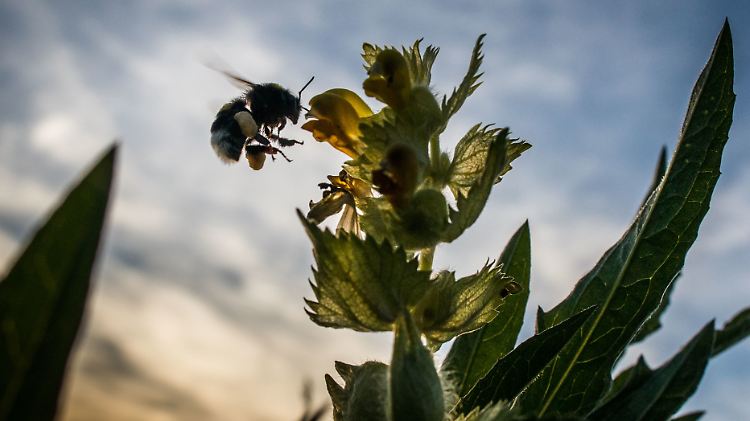 Eine fleißige Hummel ist m letzten Licht der untergehenden Sonne noch unterwegs und sammelt auf einer Wiese Nektar und Pollen ein.
