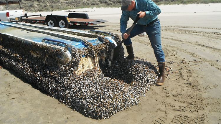289 Tierarten überstanden die Reise über den Pazifik - so auch diese Muscheln, die auf einem japanischen Boot am Strand von Long Beach angespült wurden.