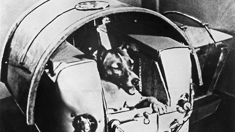 Die zweijährige Mischlingshündin "Laika" bei Tests in der Druckkabine. Die Hündin flog im November 1957 mit der sowjetischen Rakete "Sputnik II" ins All.