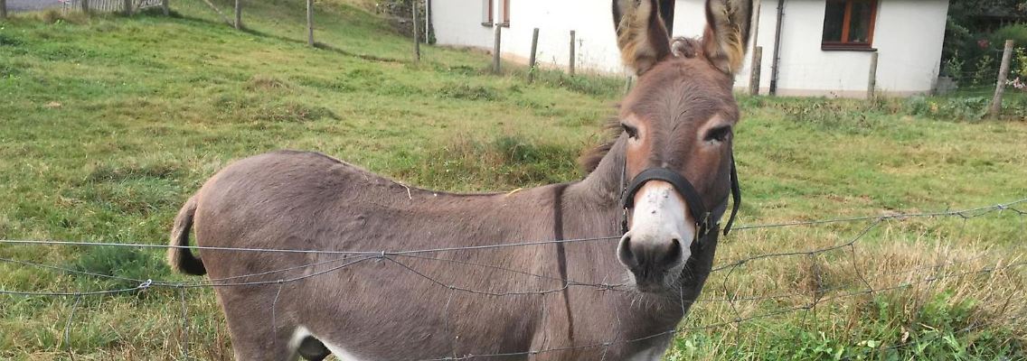 Der süße Esel "Vitus" ist wohl der berühmteste Vandale Deutschlands.