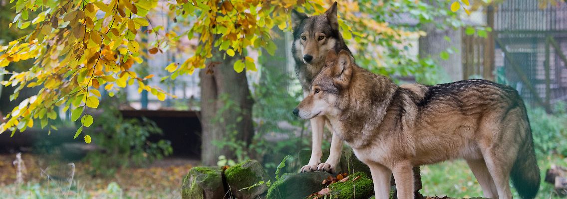 Der Wolf ist durch das Bundesnaturschutzgesetz und EU-Richtlinien streng geschützt.