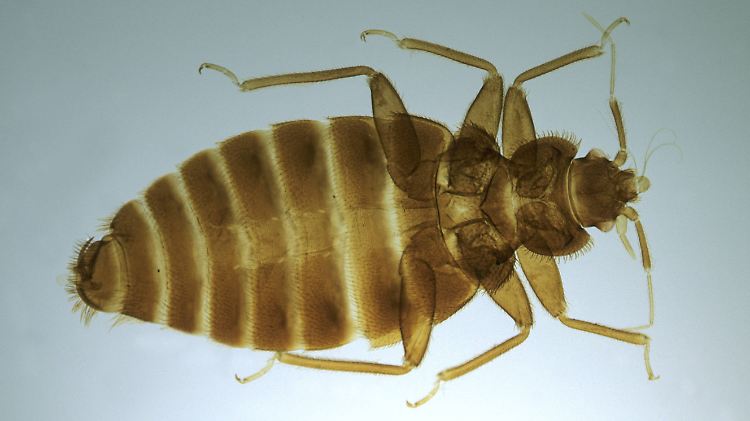 Gemeine Bettwanze (Cimex lectularius) im Durchlichtmikroskop.