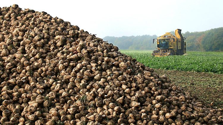 Historischer Umbruch in der Landwirtschaft: Die deutsche Zuckerrübe bekommt Konkurrenz.