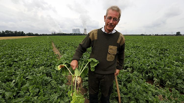 Rübenbauer aus Leidenschaft: Hubertus Velder auf seinem Rübenacker nordwestlich von Köln.