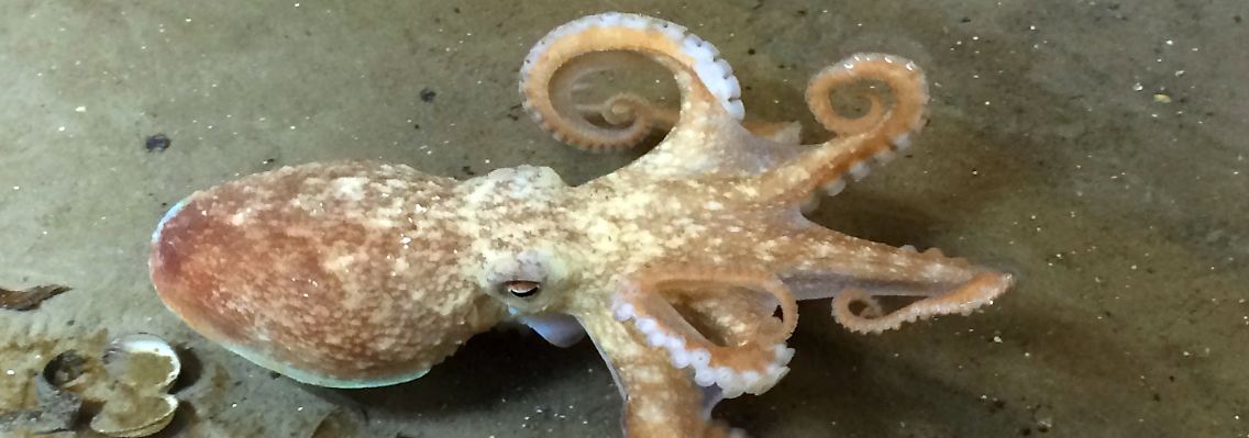 "Dobby" lebt vorerst in einem Übergangsaquarium.