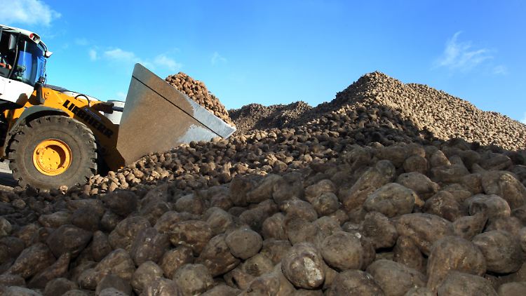 Zuckerrüben nach der Ernte: Die Süßwarenindustrie fordert zusätzlich eine Abschaffung der Importschranken.
