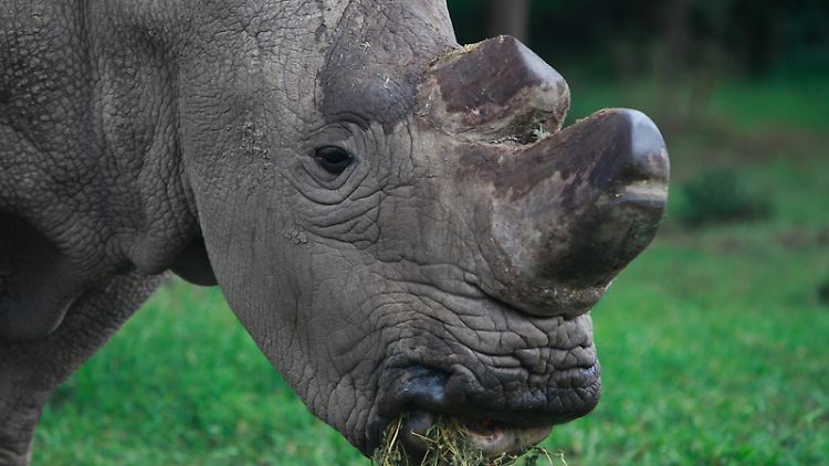 Das männliche Nördliche Breitmaulnashorn Sudan, aufgenommen im Mai 2015 im Reservat Ol Pejeta in Nanyuki (Kenia).