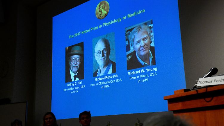 Der Nobelpreis für Medizin geht in diesem Jahr an die drei US-Amerikaner Jeffrey Hall, Michael Rosbash und Michael Young für Arbeiten zur Funktion und Kontrolle der Inneren Uhr.