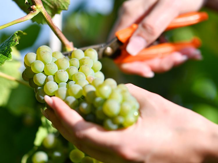 Trauben der Rebsorte Solaris werden in Duttweiler (Rheinland-Pfalz) vom Rebstock geschnitten.